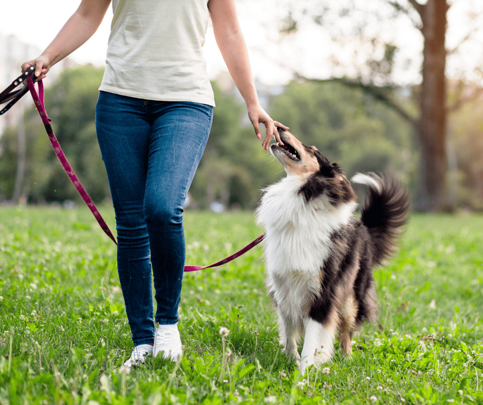 Benefits Of Hiring A Dog Walker Paws & Claws Pet Sitting and Dog Walking