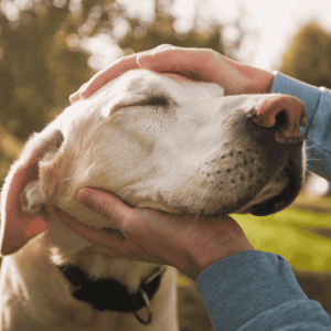 No More Guilt Over Leaving Your Pet Alone