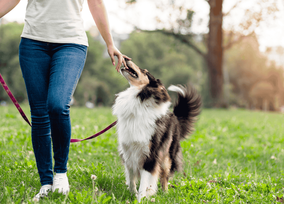 Summer Dog Walking Tips