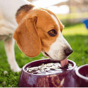The Importance Of Hydration
