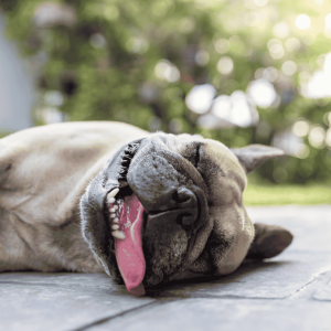 Warning Signs Of Heat Exhaustion in Dogs