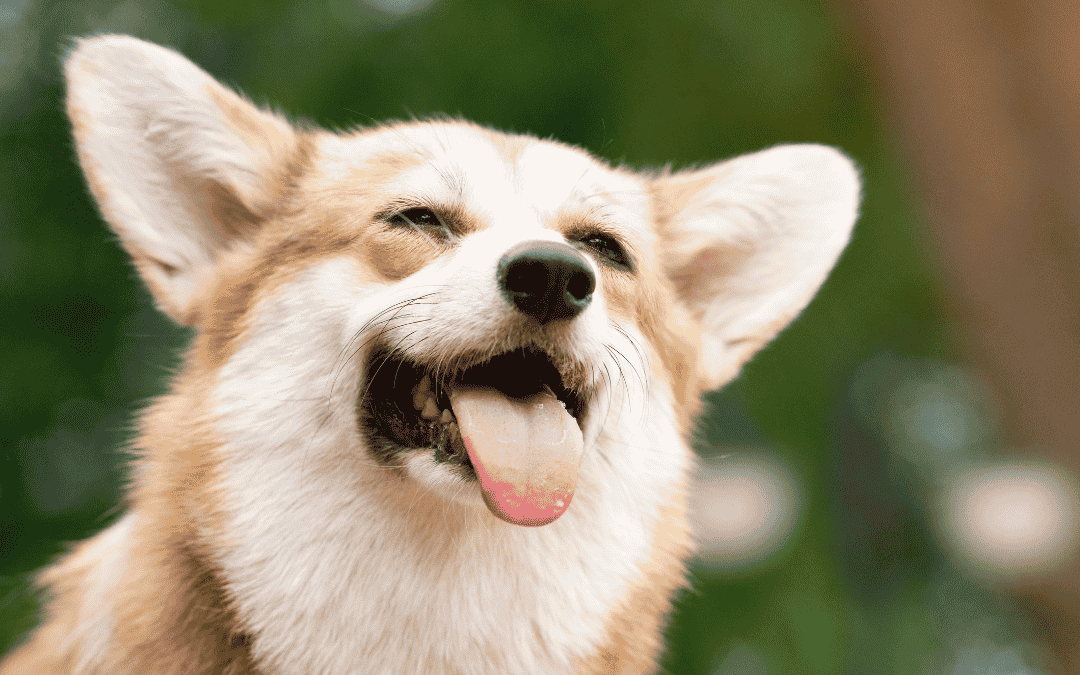 How To Spot Heat Exhaustion In Dogs
