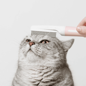 Why Summer Grooming Matters