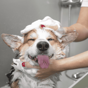 Bathing Basics