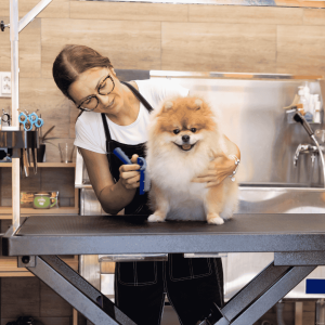 Professional Grooming: When to Book a Session