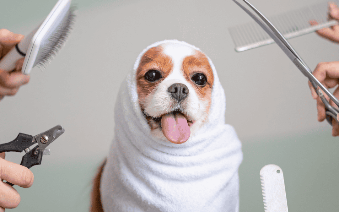 Summer Grooming Essentials: Keeping Pets Comfortable