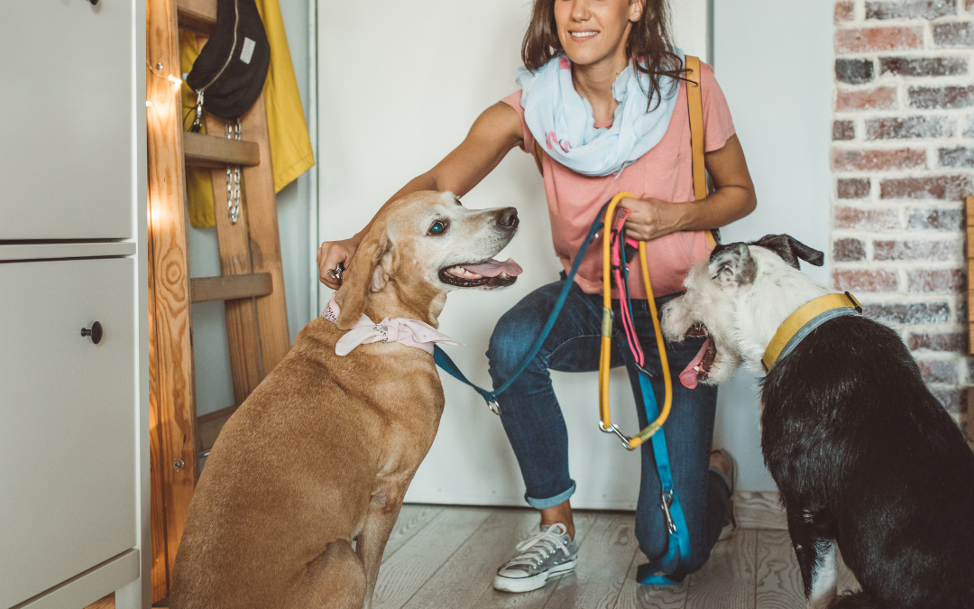 Why Professional Pet Sitting Makes Summer Getaways Stress-Free