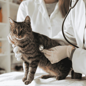 Consult Your Veterinarian