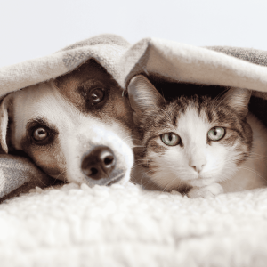 Keep Your Pets Indoors