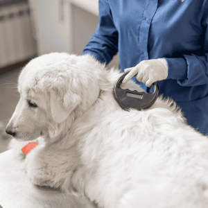 Update Identification and Microchips