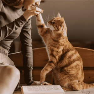 Why Choose Paws & Claws For Cat Sitting in Sunnyvale?