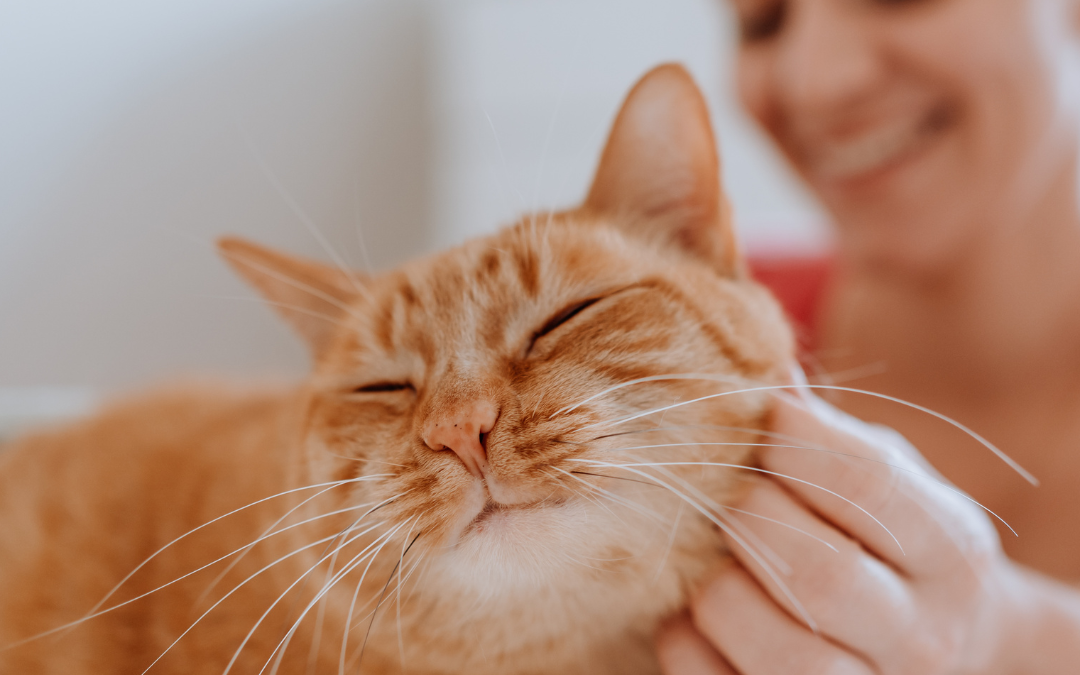 Cat Sitting 101: What Your Feline Needs While You’re Away