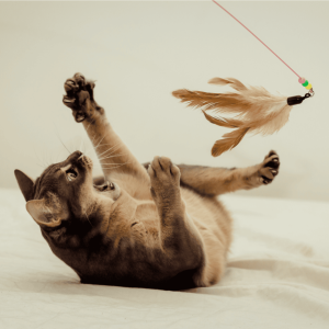 Play Time and Social Interaction