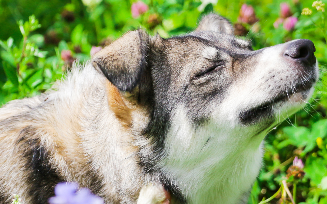 How To Tell If Your Pet Has Seasonal Allergies