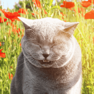 Common Signs Your Pet Has Seasonal Allergies