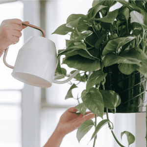 Water plants or bring in mail, so the home environment remains familiar and safe
