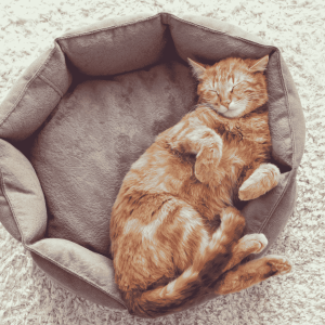 Create a Safe and Comforting Environment