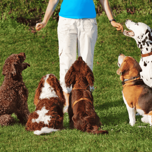 Extra Activities for Mental Stimulation