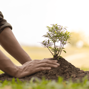 Plant a Tree or Flower