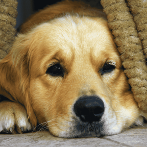 Why the Change Matters to Pets