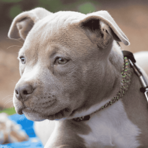 Tips for Pitbull Owners and Advocates