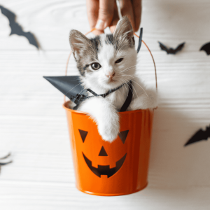 Celebrate Safely with Paws & Claws