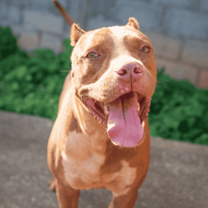 Let’s Celebrate Pitbulls