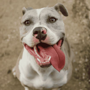 The Real Story Behind Pitbulls