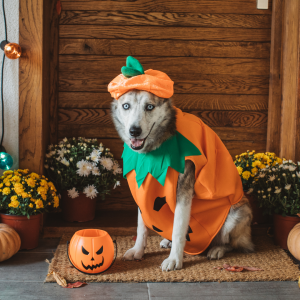 Classic Pumpkin