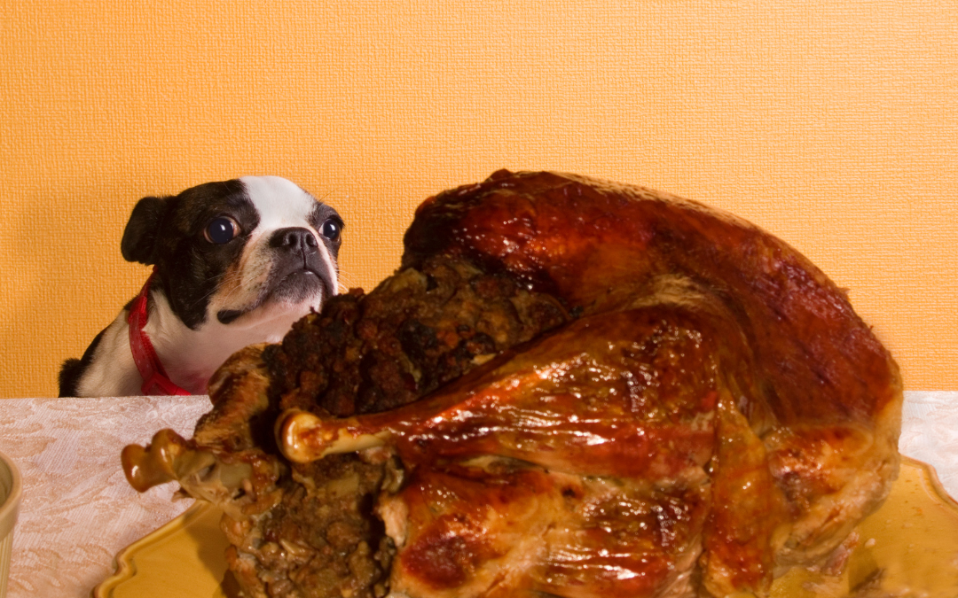 Thanksgiving Safety For Pets