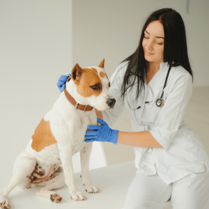 When to Call the Vet