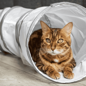 Tunnels, Boxes, and Climb Challenges