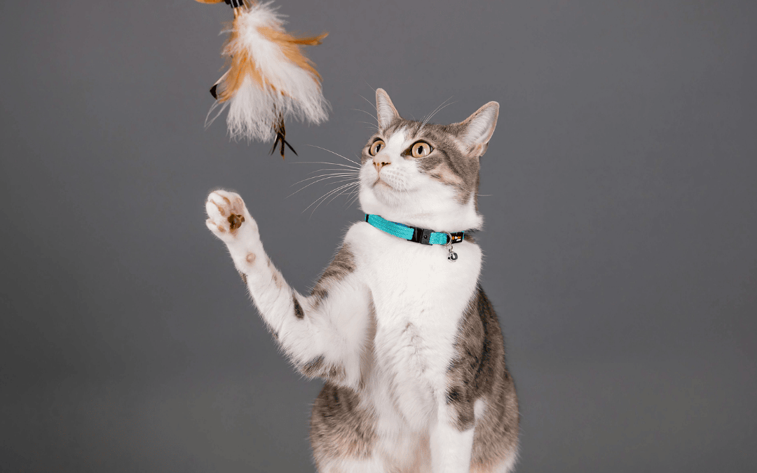 Fun Indoor Games For Cats