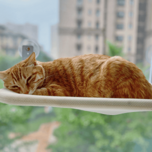 Window Perches and Bird Watching