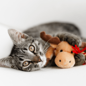 Gifts for Cats: Cozy, Curious, and Oh-So-Cute