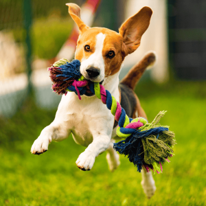 Gifts for Dogs: Because They Deserve It All