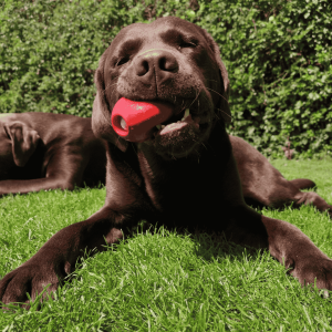 Easing Anxiety at Home