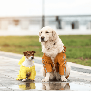 Dress For The Weather