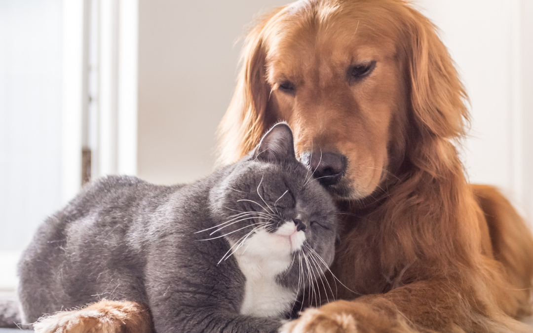 How Pet Sitting Prevents Separation Anxiety