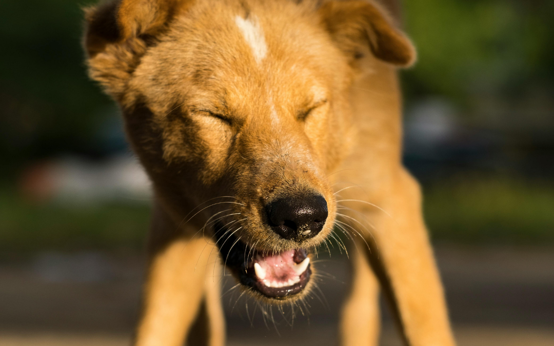 Spring Allergies in Dogs