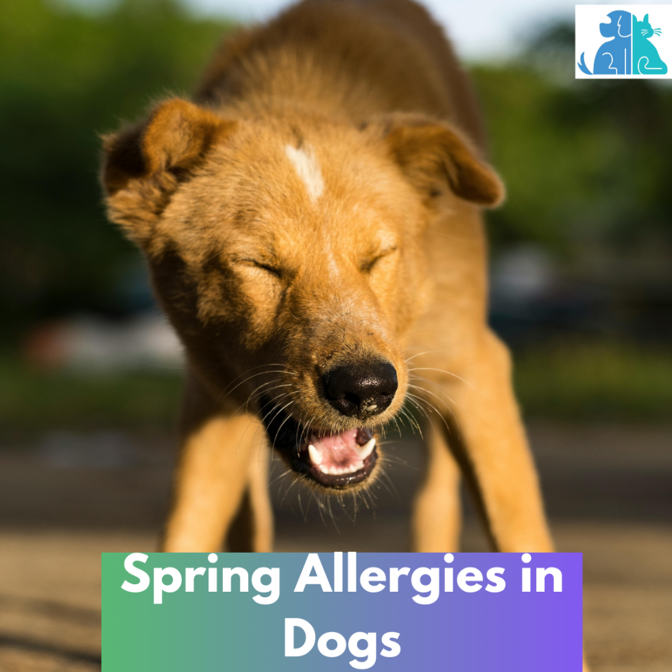 Spring Allergies in Dogs - Paws & Claws Pet Sitting and Dog Walking