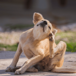 Recognizing the Signs