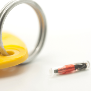 What Are Pet Microchips?