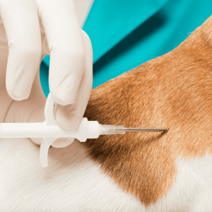 Quick and Painless Insertion Process