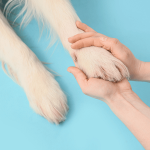 Prevention Strategies: Wipe Down Paws