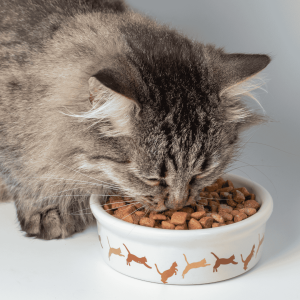 Cats Thrive on Routine