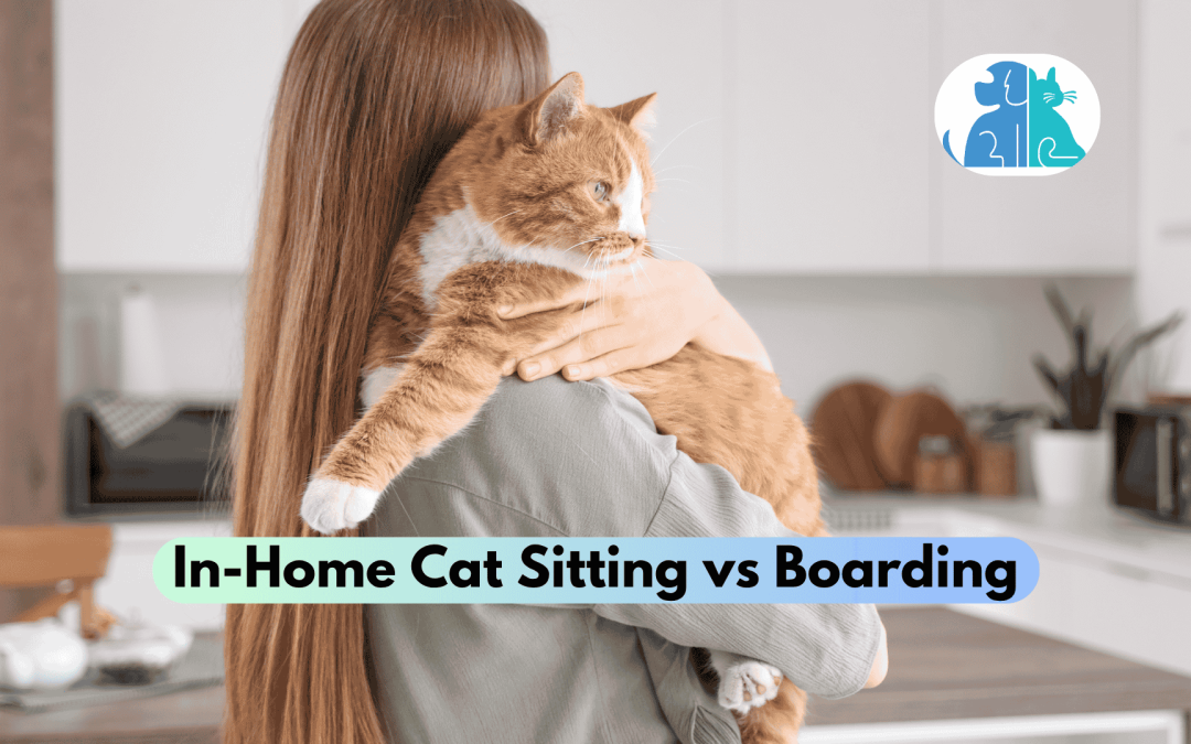 In-Home Cat Sitting vs Boarding