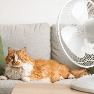Keep Your Cats Cool