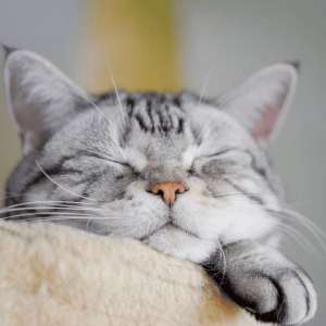 Less Stress Means Better Health