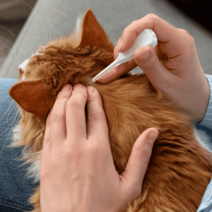 Protect Against Fleas, Ticks, and Other Parasites
